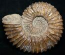 Large ( Wide) Mantelliceras Ammonite #8754-1